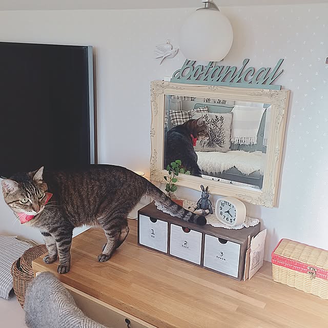 lovecatさんの実例写真