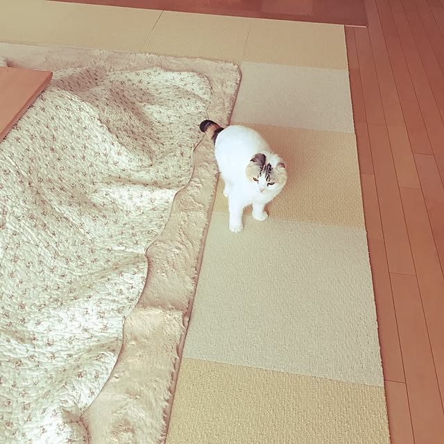 kiyoさんの実例写真