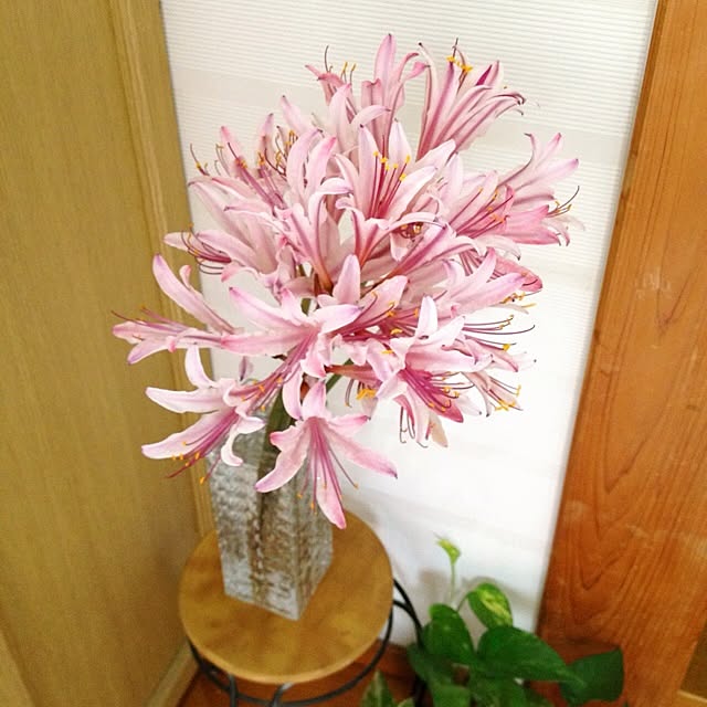 botanさんの実例写真