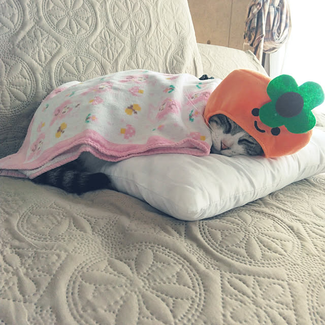 annさんの実例写真
