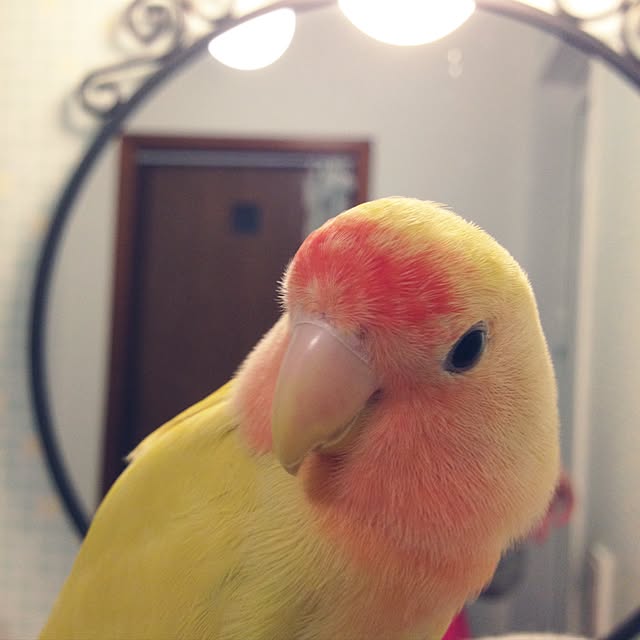 Rikoさんの実例写真