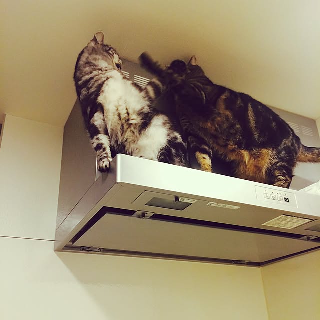 mikomaruさんの実例写真