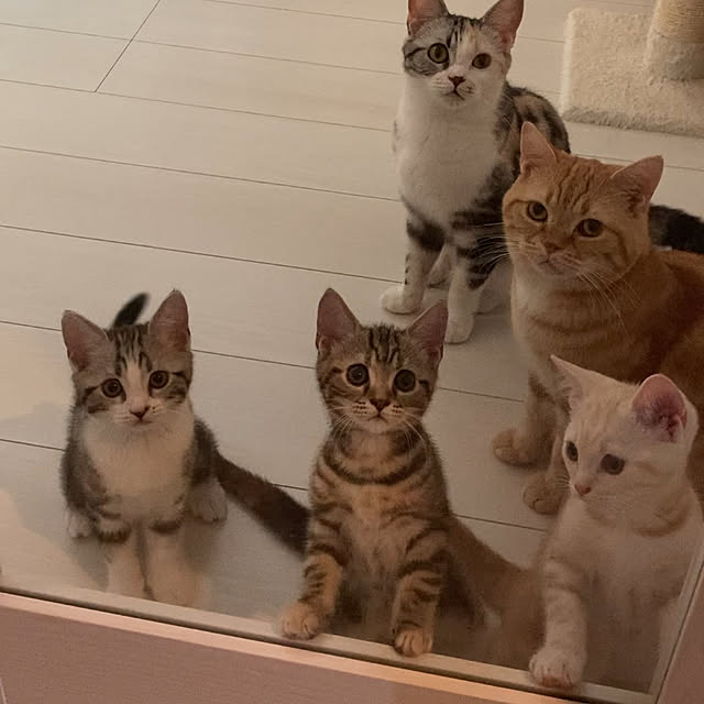 mikkumikuさんの実例写真