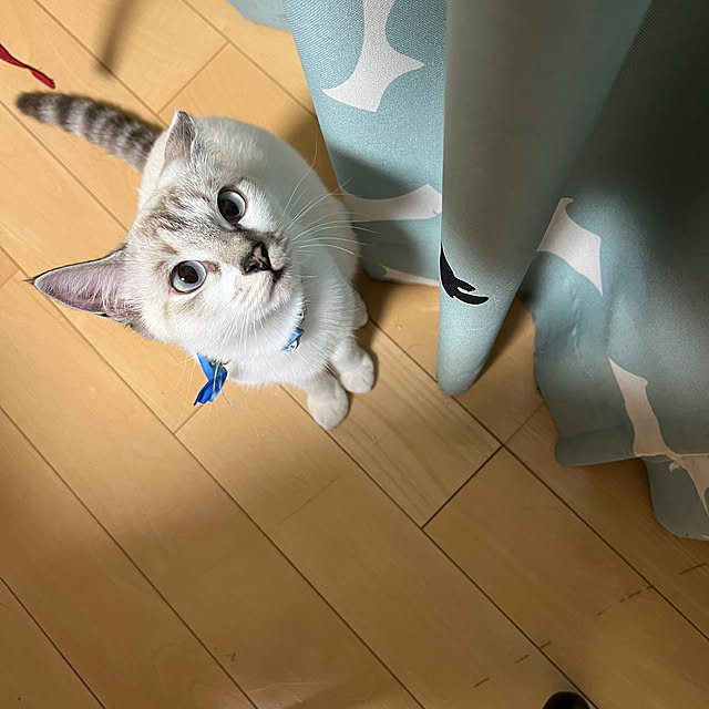 nekoさんの部屋