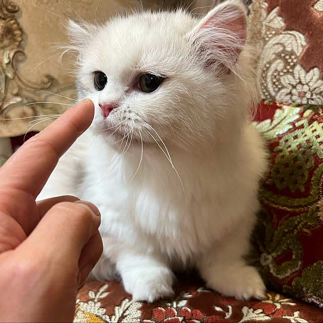 AYUKOさんの実例写真