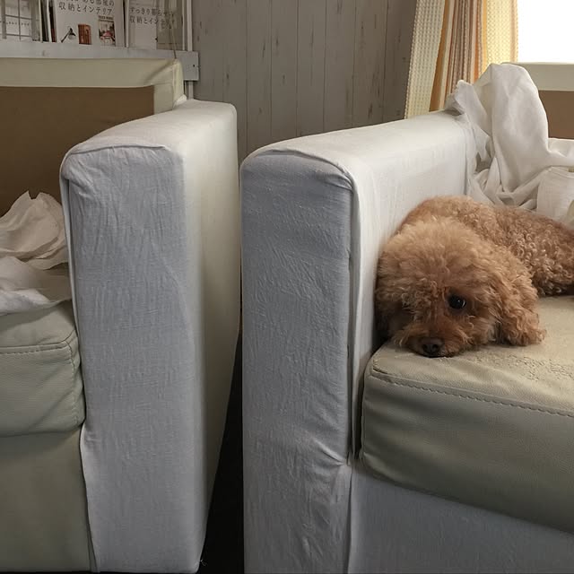RURULOVEさんの実例写真
