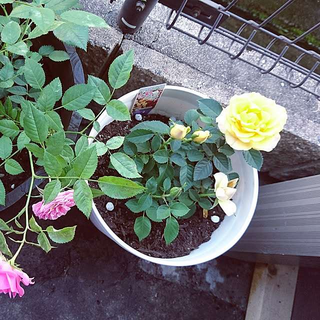 berry.さんの実例写真
