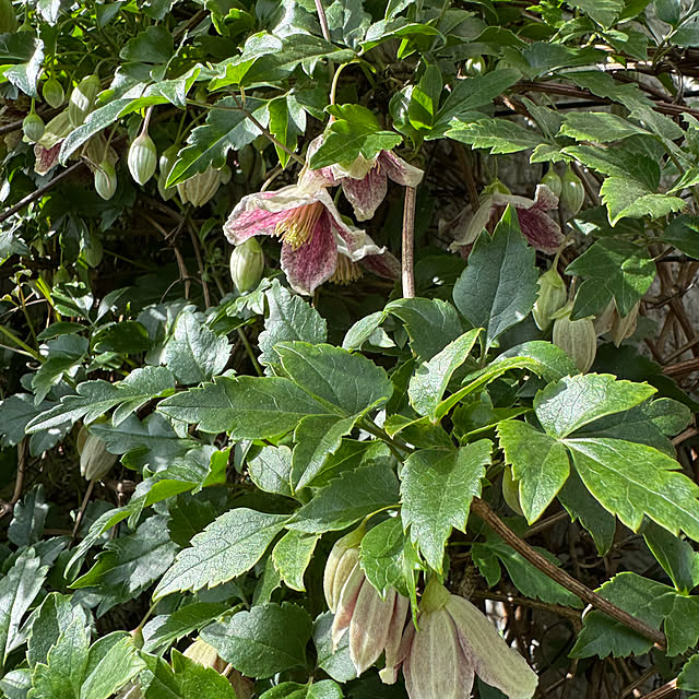 mamizaさんの実例写真