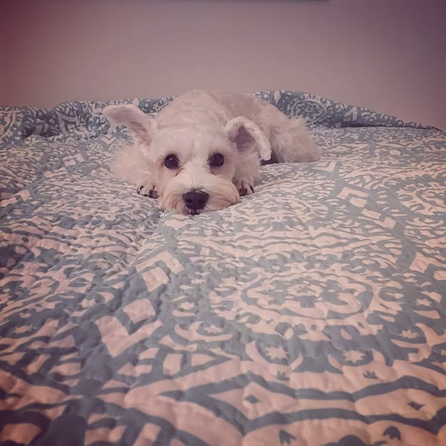 suzyさんの実例写真
