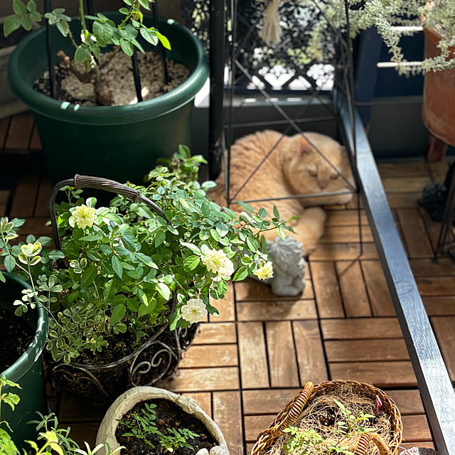 naokoさんの部屋