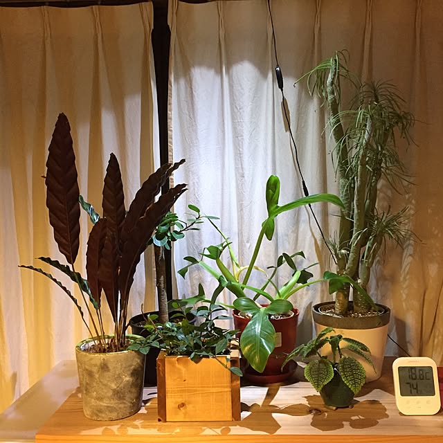 TakeshiHinkojiさんの実例写真