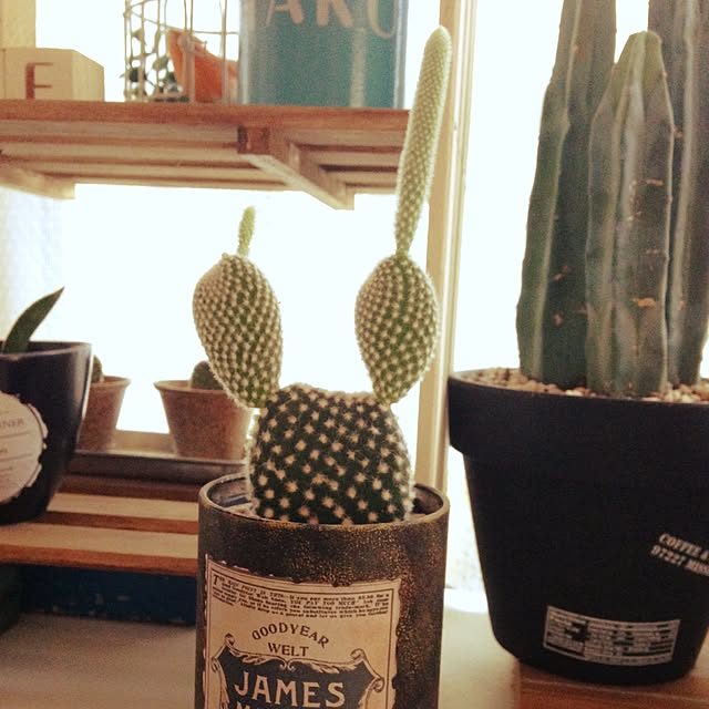 KiKiさんの実例写真