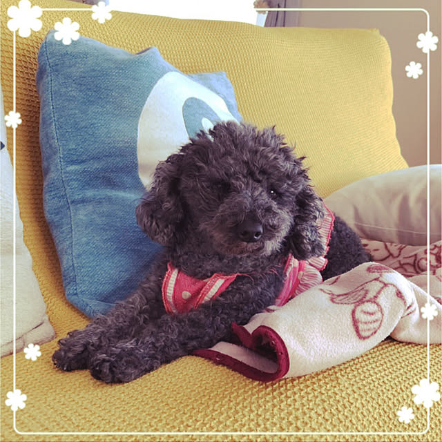 makkoさんの実例写真