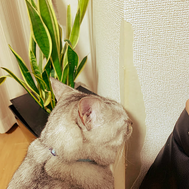 shiiiさんの実例写真