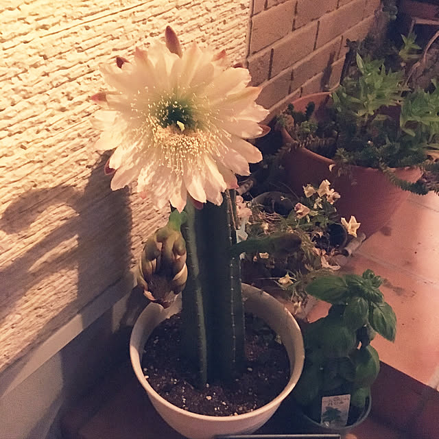 玄関/入り口/観葉植物/いいね！ありがとうございます◡̈♥︎/ナチュラル/多肉植物...などのインテリア実例 - 2017-07-23 06:49:50