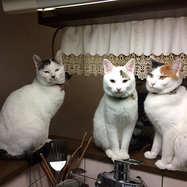 Masamiさんの実例写真