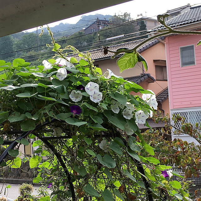 konokonoさんの実例写真