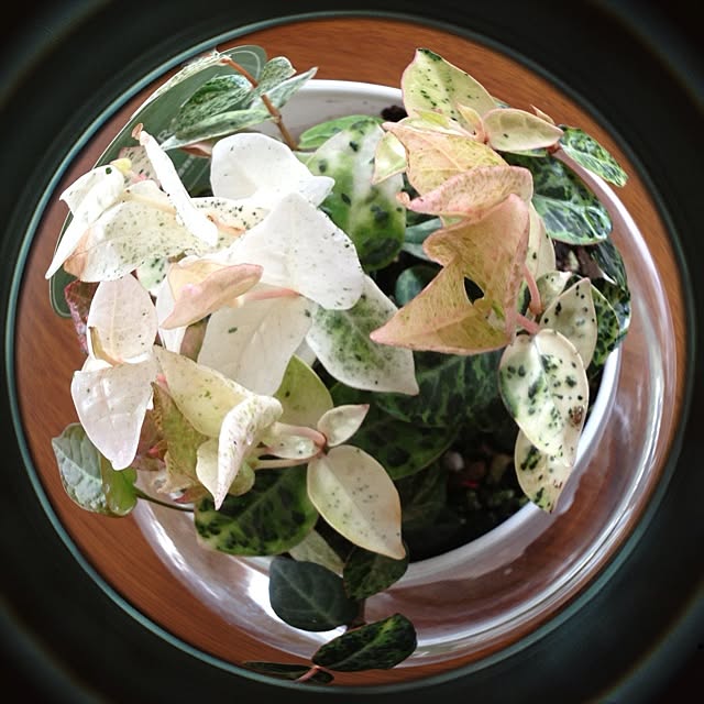 monmo0126さんの実例写真