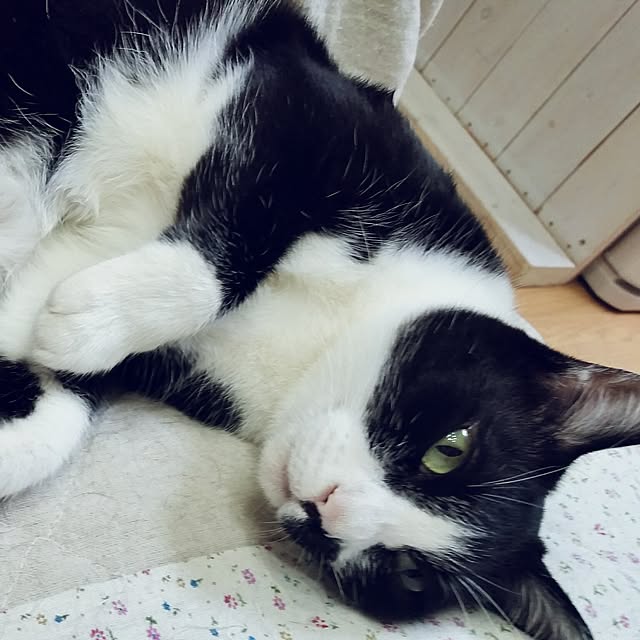 chatnoirさんの実例写真