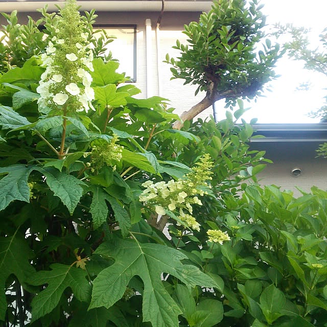 Tomopさんの実例写真