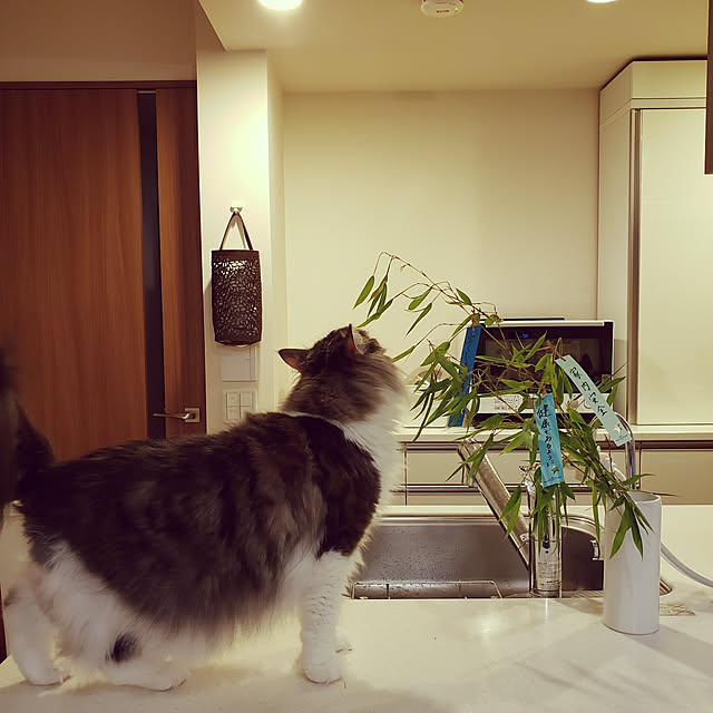 mofさんの実例写真