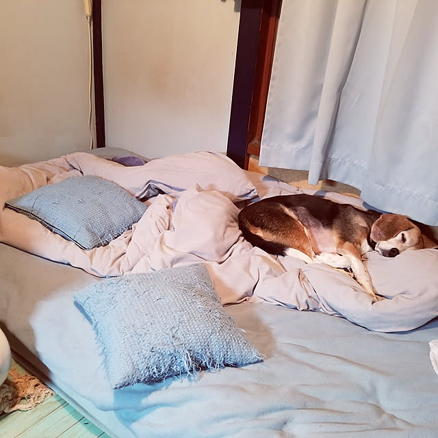 shihokoさんの実例写真