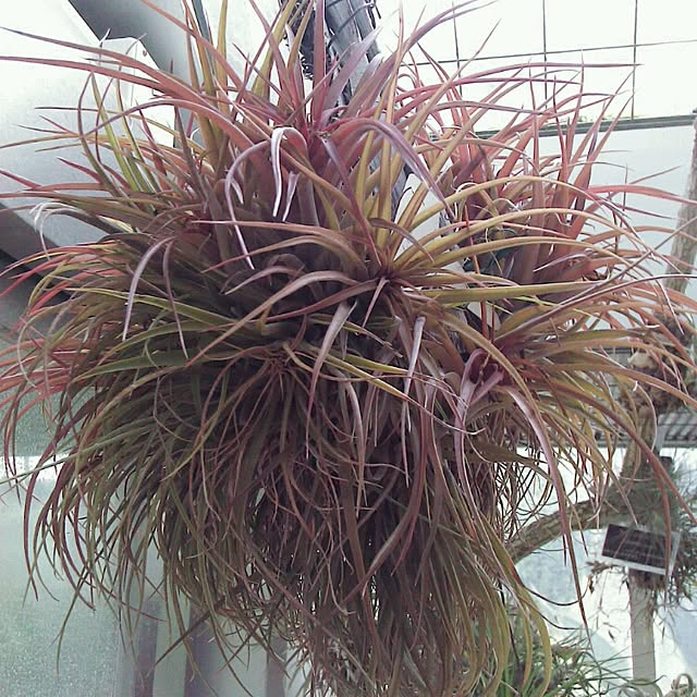 Plantexhibitionhallさんの実例写真