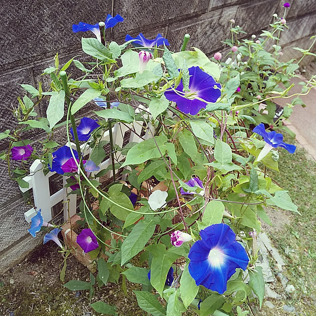 玄関/入り口/シンプルが好き/花のある暮らし/すっきり暮らしたい/ナチュラルが好き...などのインテリア実例 - 2020-09-24 13:01:12