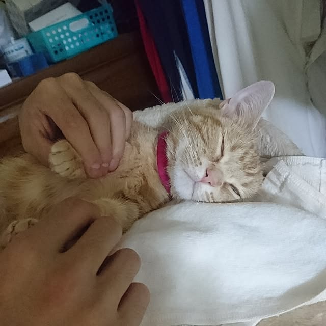 shinobuさんの実例写真