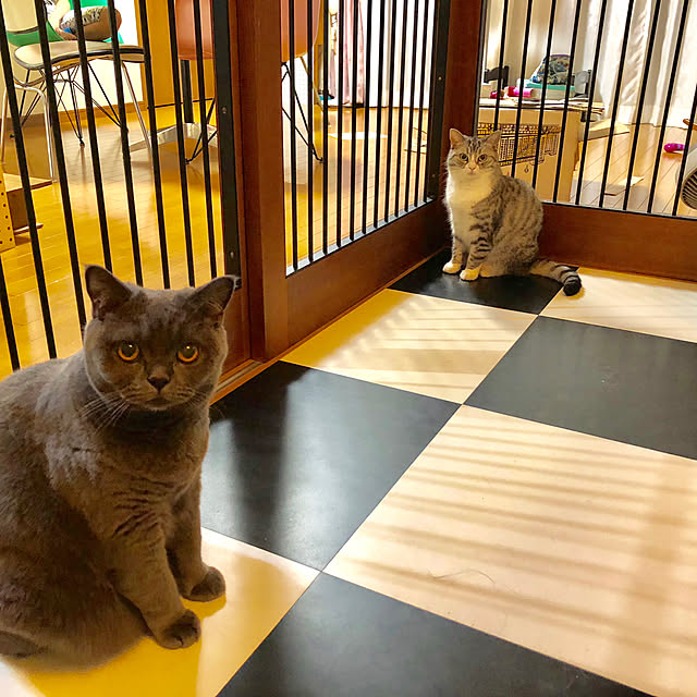 Shojiさんの実例写真