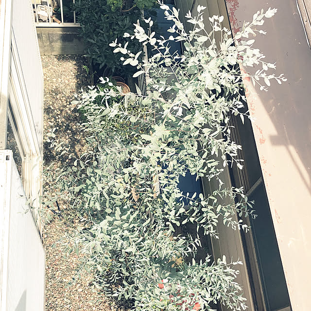 Yuhmamaさんの実例写真