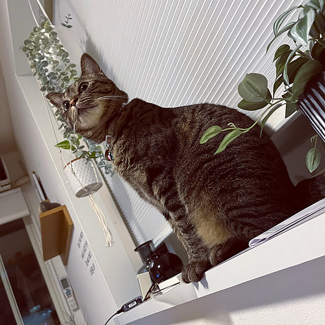 masamasaさんの実例写真