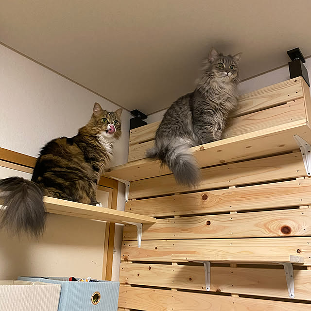 yokoさんの実例写真