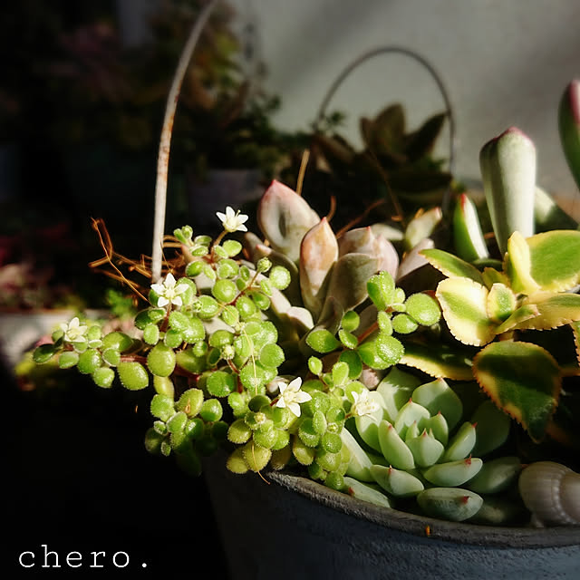 chero.さんの実例写真