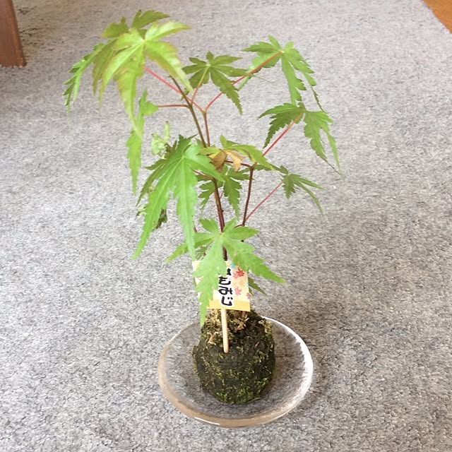 部屋全体/苔玉♡のインテリア実例 - 2016-05-15 09:51:51