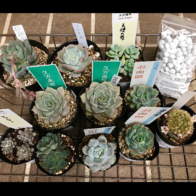 butachanさんの実例写真
