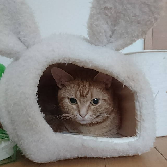 shinobuさんの実例写真