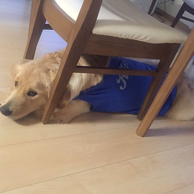 Kazueさんの実例写真