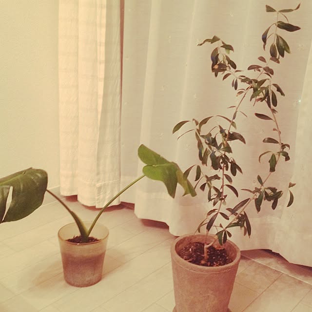 リビング/植物/観葉植物のインテリア実例 - 2014-07-09 21:44:21
