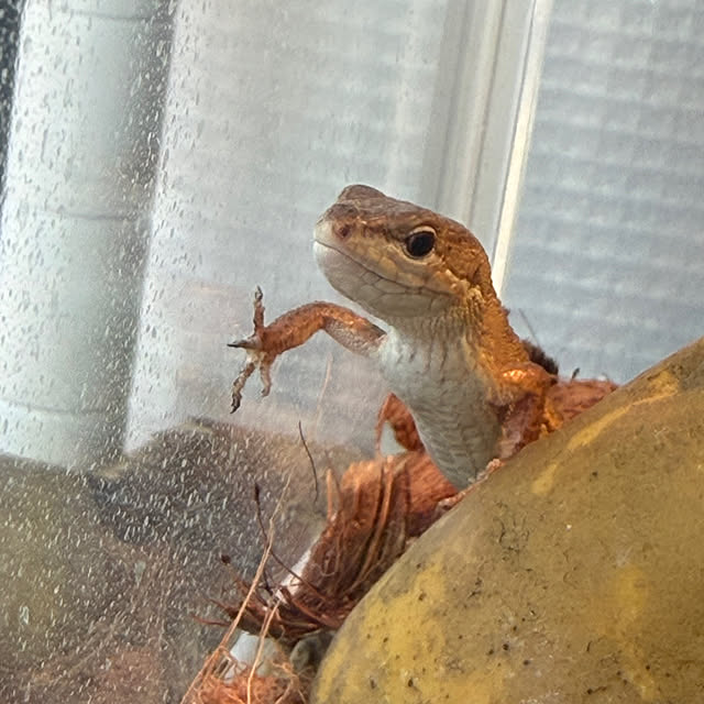 komaさんの実例写真