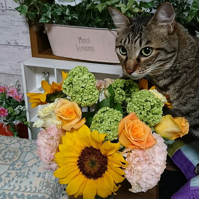 hiromi_coco3422さんの実例写真