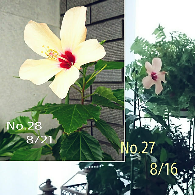 bonobono54さんの実例写真
