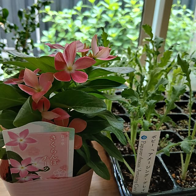 chidorinさんの実例写真