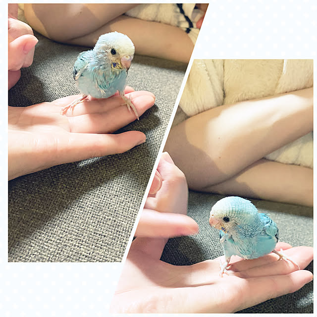 cyaroさんの実例写真