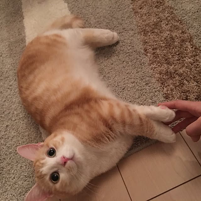 korinkorinさんの実例写真