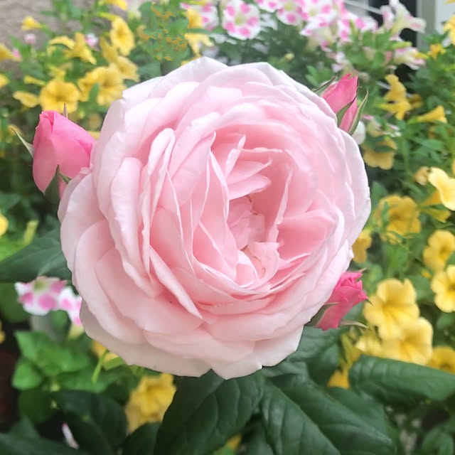 hanakoさんの実例写真
