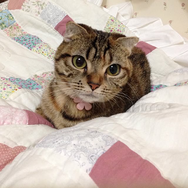 Yoriさんの実例写真