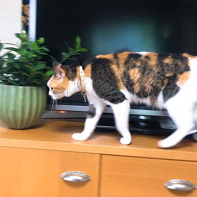 nyanko-beamさんの実例写真