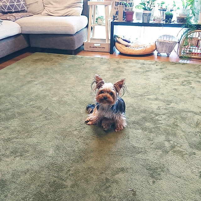 akiさんの実例写真