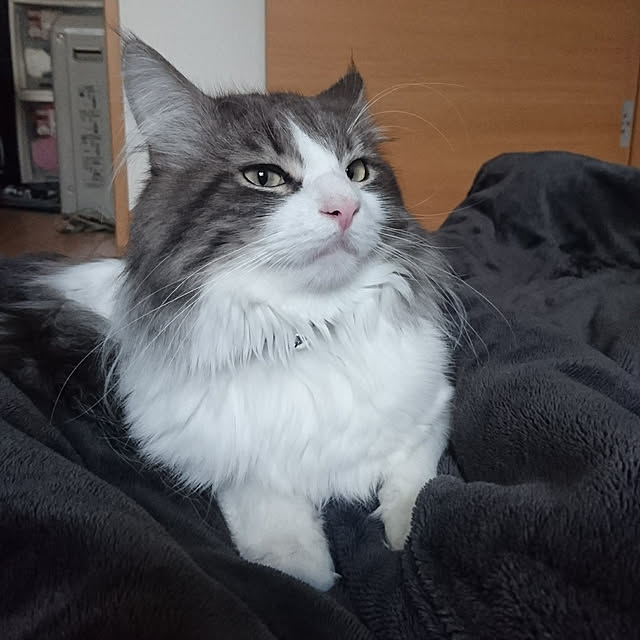 shinobuさんの実例写真